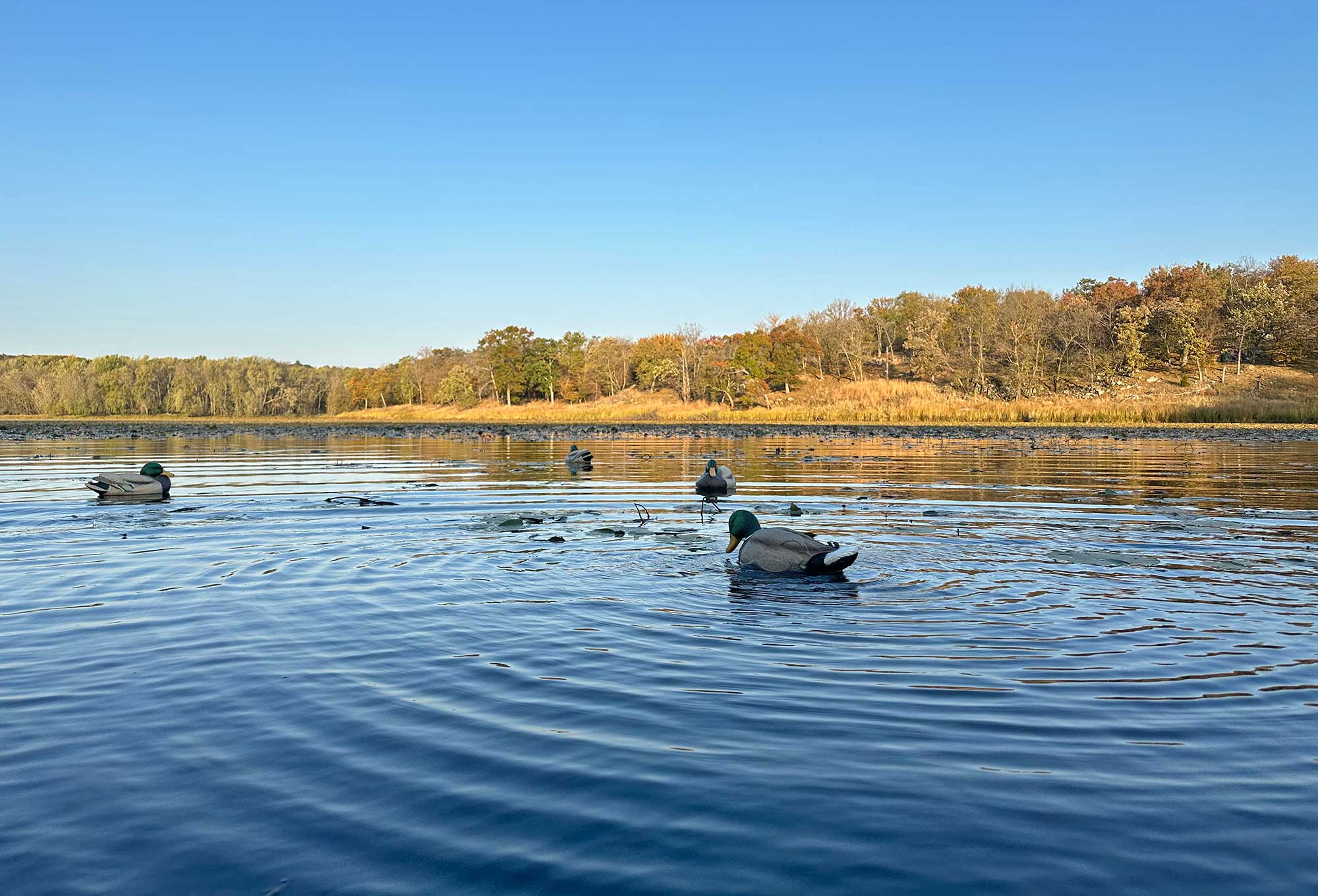 duck hunting decoy