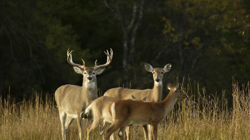 How to pull together a good firearms deer hunt before the final buzzer sounds – Outdoor News