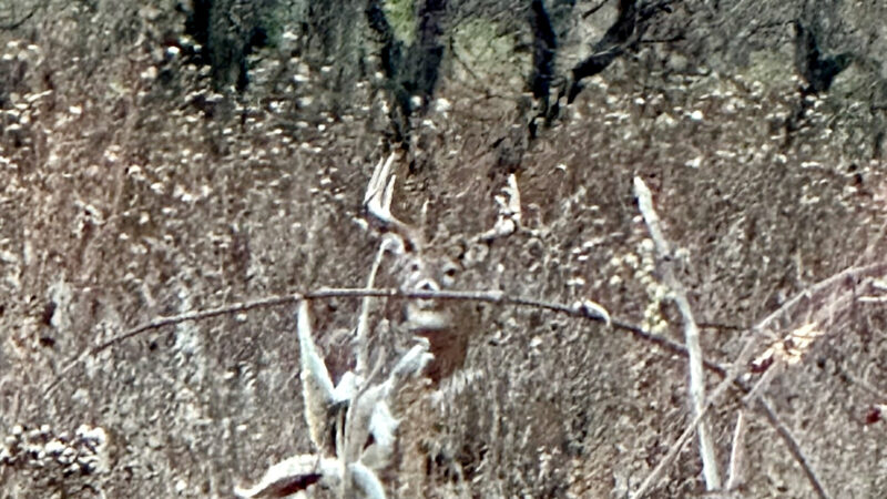 ‘I Thought I’d Fall Out of the Tree.’ Missouri Hunter Tags Her Biggest Buck Yet