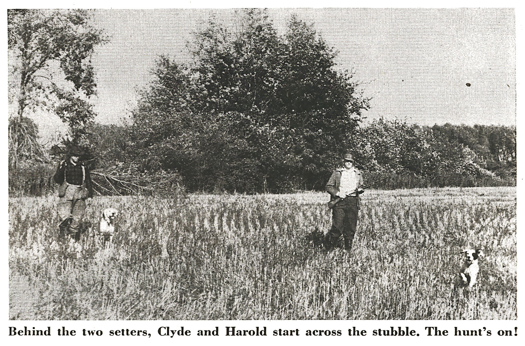 Two hunters and two setters walk a pheasant field