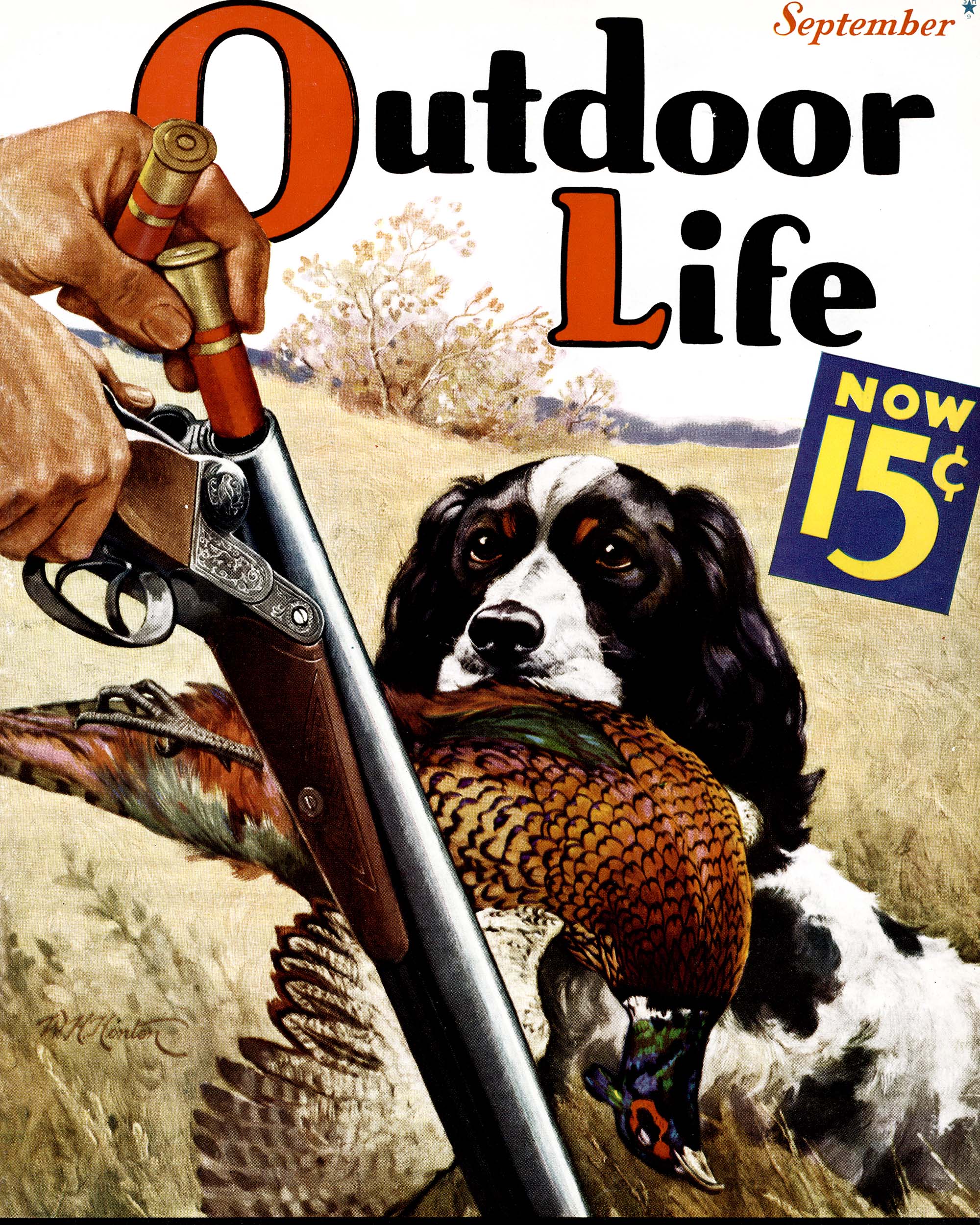 An Outdoor Life cover of a setter with a rooster in his mouth.