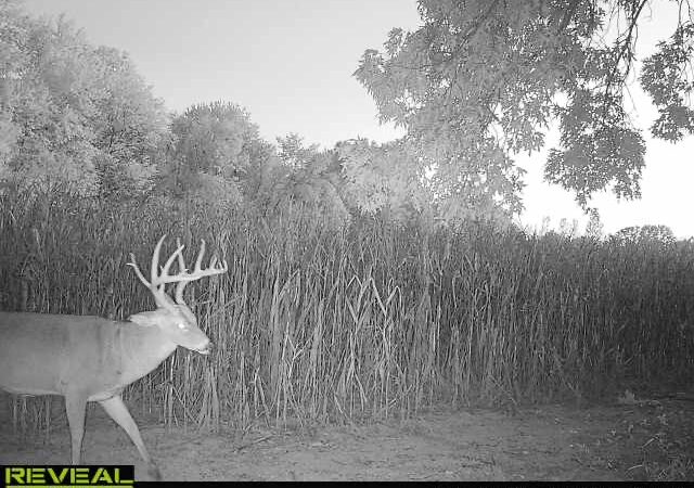 Illinois Bowhunter Tags 2 Giant Bucks on a Small Private Property and Public Ground