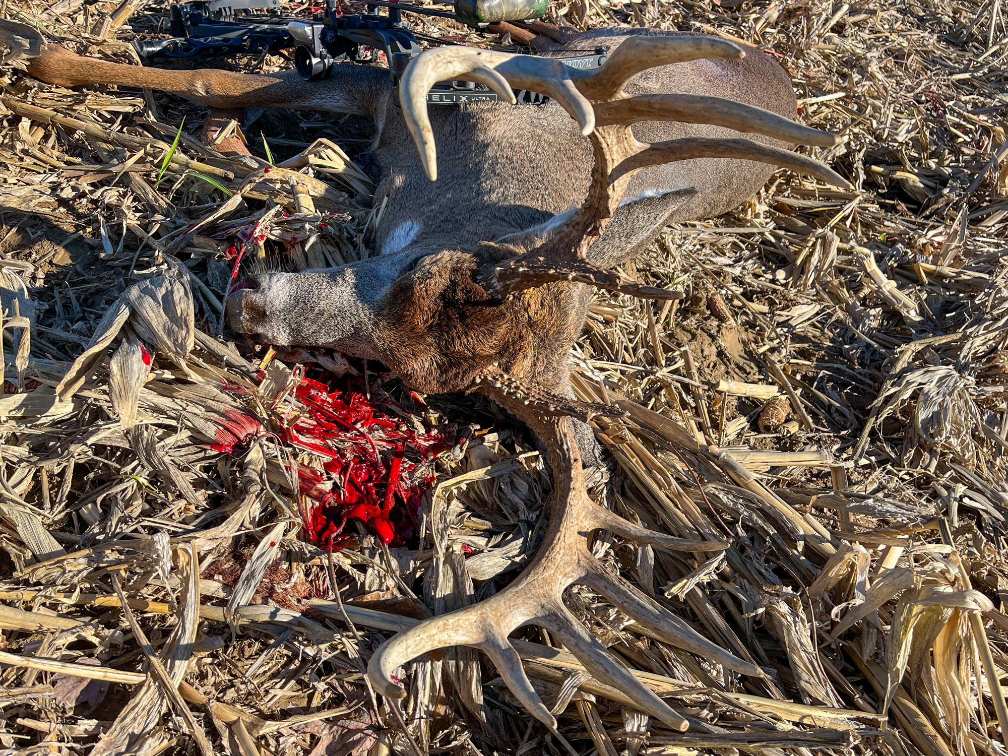 A big 13-point buck lying dead in a cornfield.