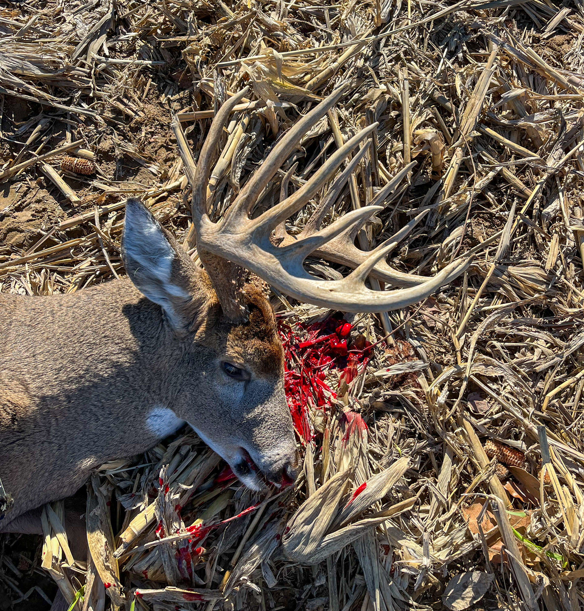 A dead buck in a cut cornfield.