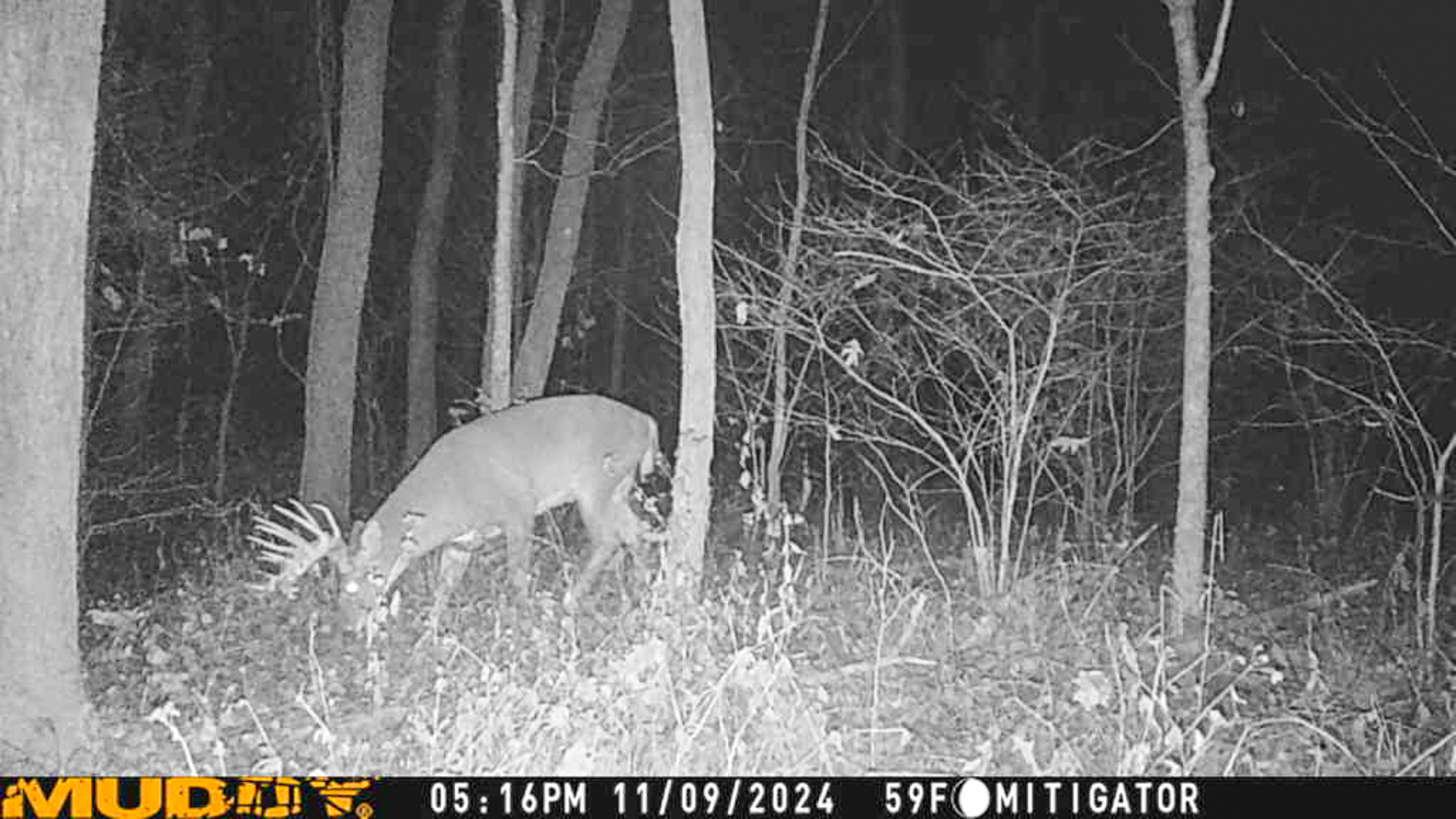 A trail camera photo of a buck.