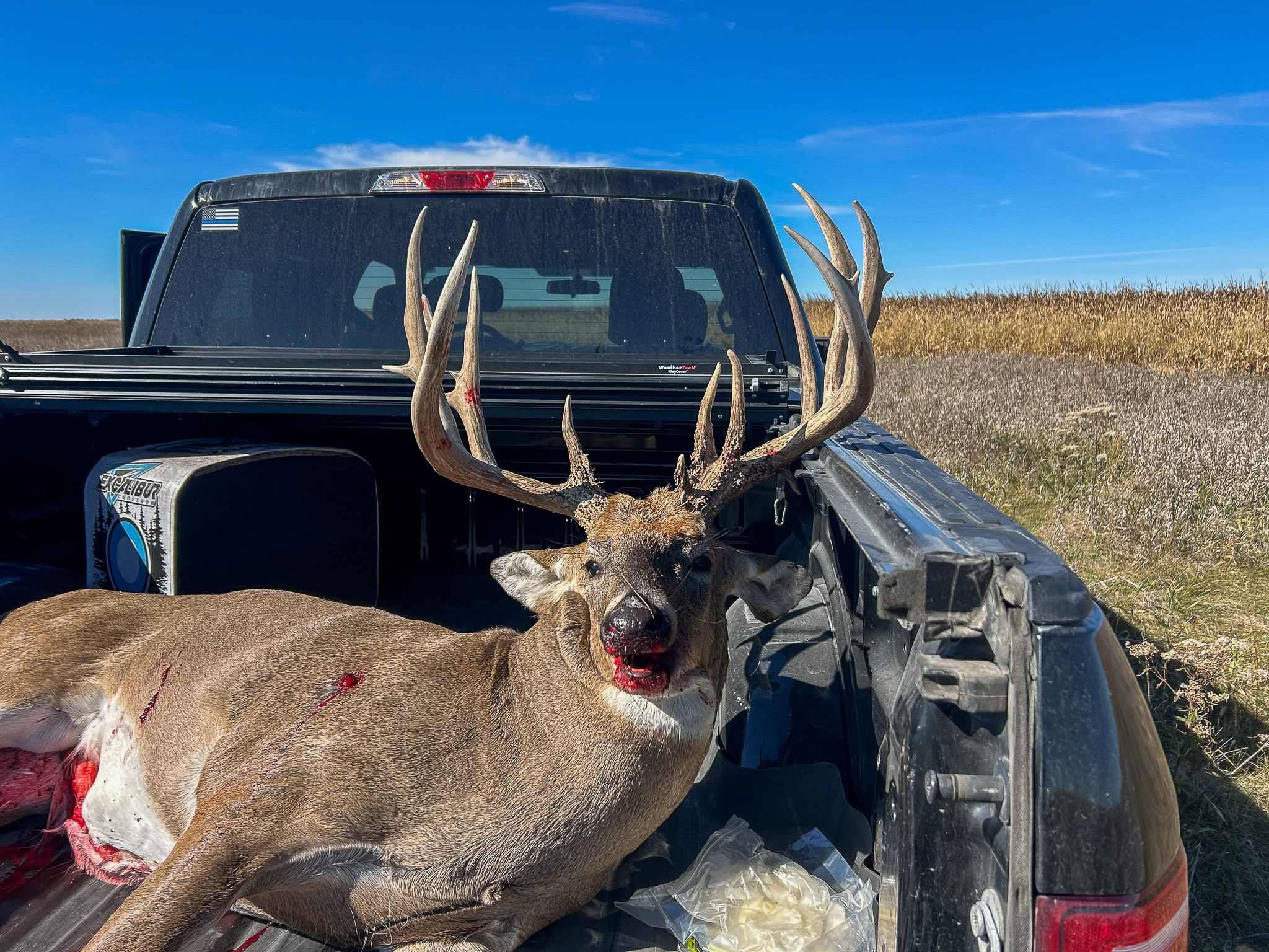 A big buck gutted and loaded in a truck.