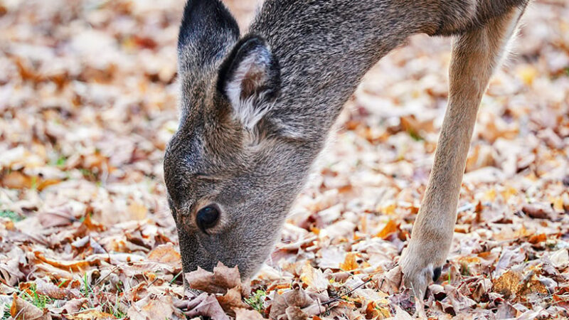 Iowa DNR virtual public meeting on chronic wasting disease set for Dec. 5 – Outdoor News