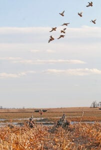 Is a late, great push on the way for Minnesota waterfowl hunters? – Outdoor News