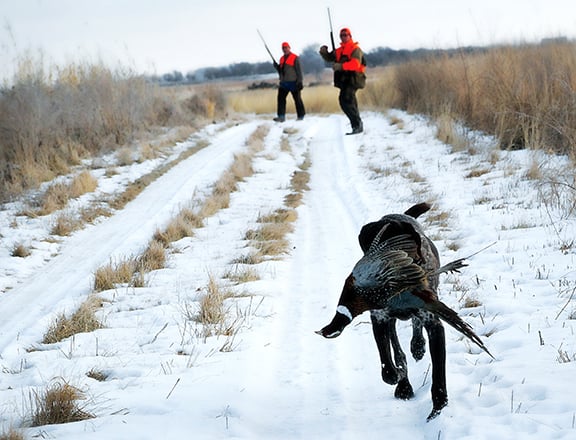 Is it ever too cold to hunt your dog? The answer involves many factors – Outdoor News