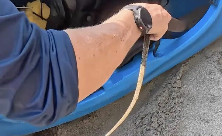 Kayaker Finds Unexpected Stowaway in Her Kayak (Video)