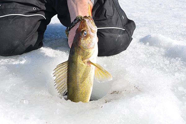 Lake Mille Lacs retains two-walleye limit this winter – Outdoor News