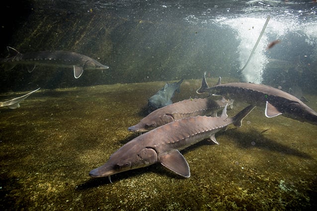 Lawsuit against New York DEC, Delaware, and New Jersey targets Atlantic sturgeon commercial bycatch – Outdoor News