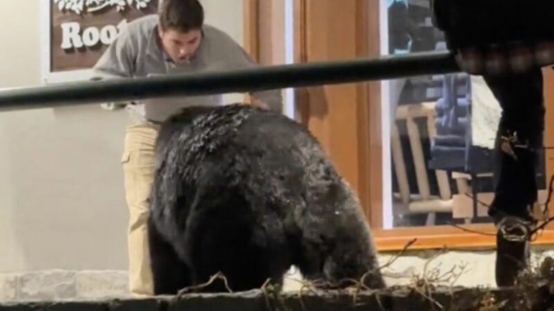 Man Approaches Black Bear and Says ‘Rawr!’ in Its Face (Video)