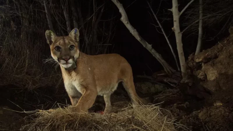 Man Rescues His Dog From a Mountain Lion in Unexpected Way