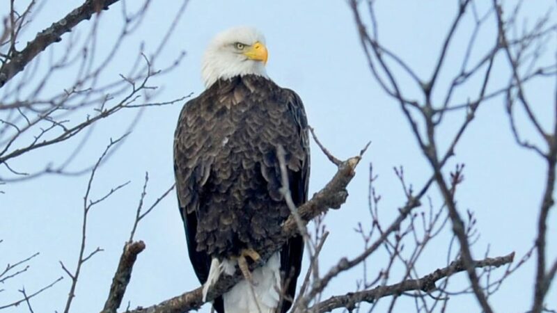 Man who killed eagles on a Native American reservation gets nearly 4 years in prison – Outdoor News