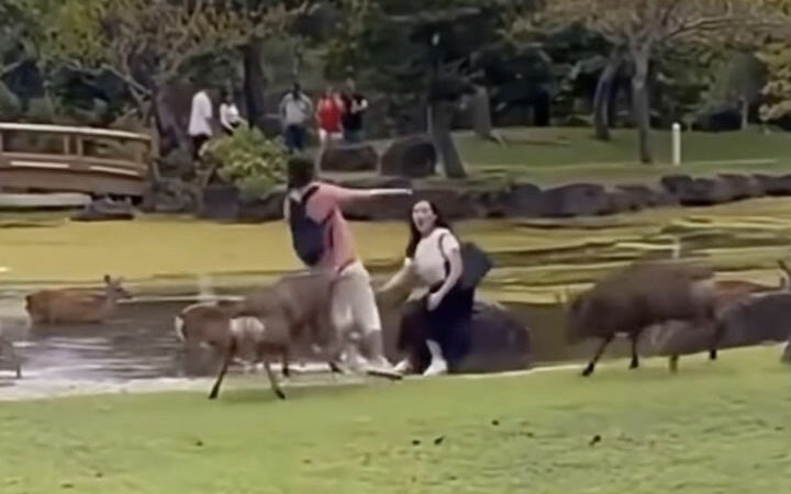 ‘Mess With a Deer, Get the Antlers’: Tourist Gets Rammed in Viral Video