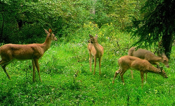 Mike Raykovicz: In New York’s Southern Zone, consider taking a doe this year – Outdoor News