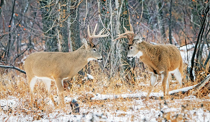 Mild weather greets New York’s Southern Zone opening day deer hunters – Outdoor News