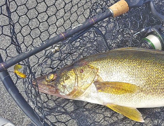 Minnesota DNR stocking larger-than-normal walleyes following mild winter – Outdoor News