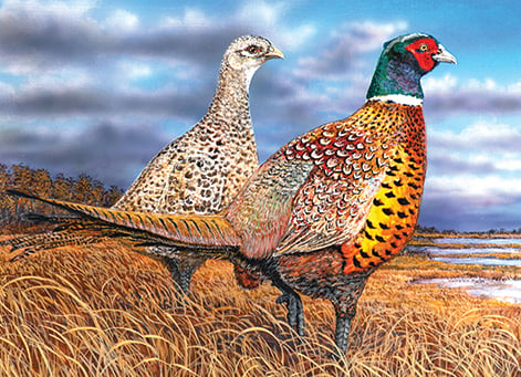 Minnesota pheasant, turkey stamp winners chosen – Outdoor News