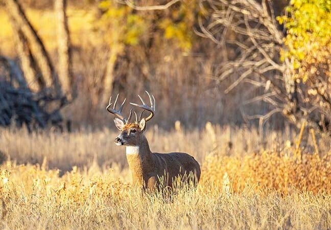 MN Daily Update: Reasons deer hunters miss with a firearm – Outdoor News