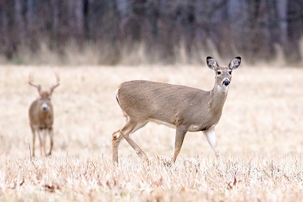 MN Daily Update: Three keys to deer-hunting success – Outdoor News