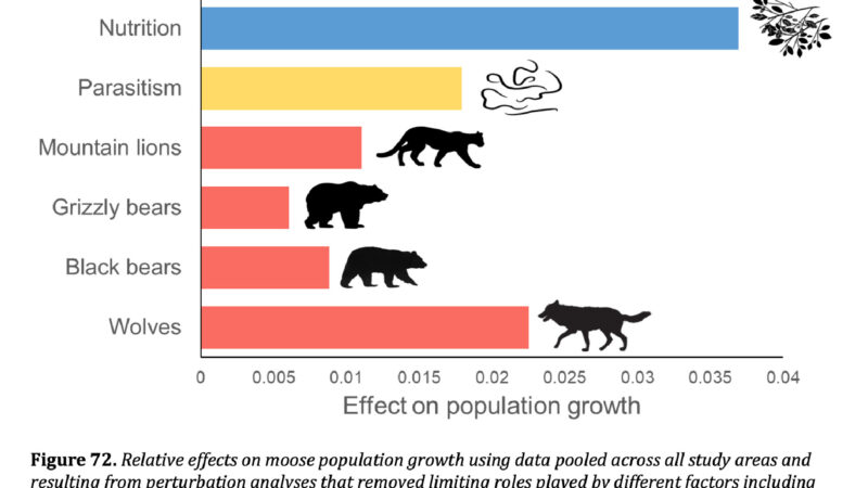 Montana Hunters Were a ‘Tremendous Workforce’ in 10-Year Moose Study that Showed Stable Populations Statewide