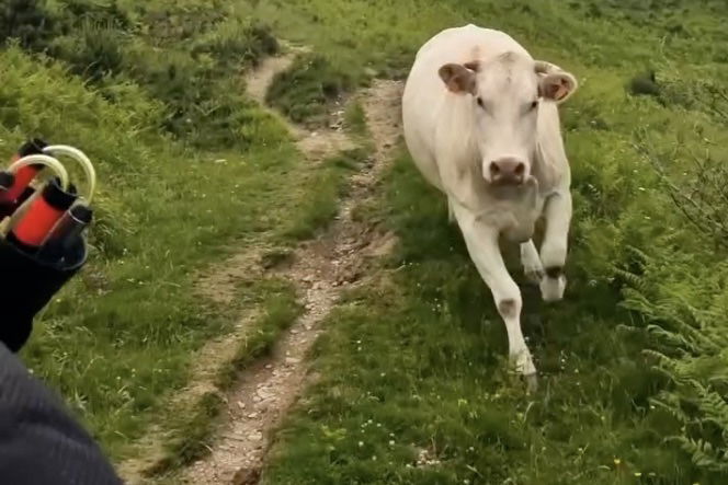 Moove Over: Trail Runner Gets Chased by Cows in Hilarious Video