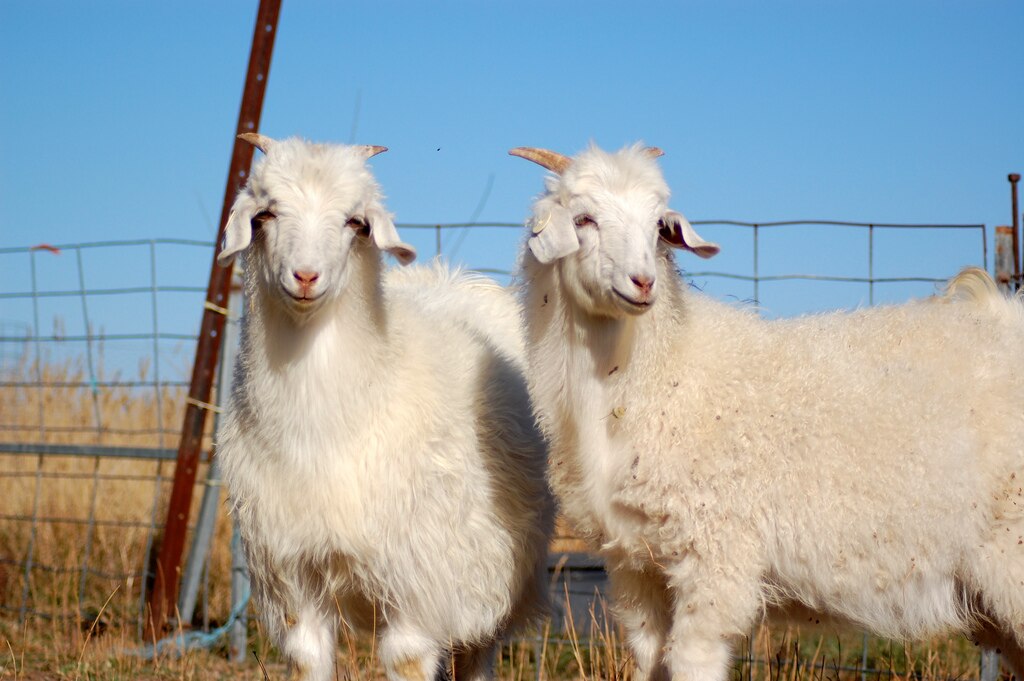 Two unshorn white Cashmere goats standing next to a fence. 