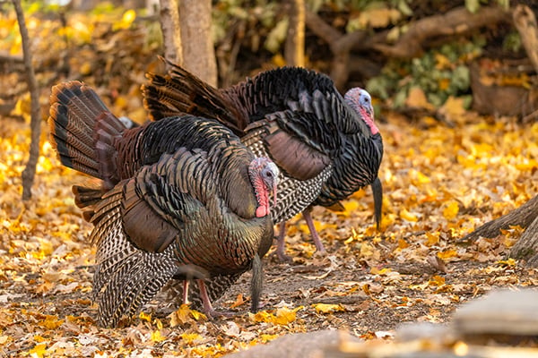 Nature Smart: Giving thanks for turkeys – Outdoor News