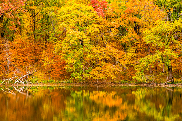 Nature Smart: Why are some year’s fall colors better than others? – Outdoor News