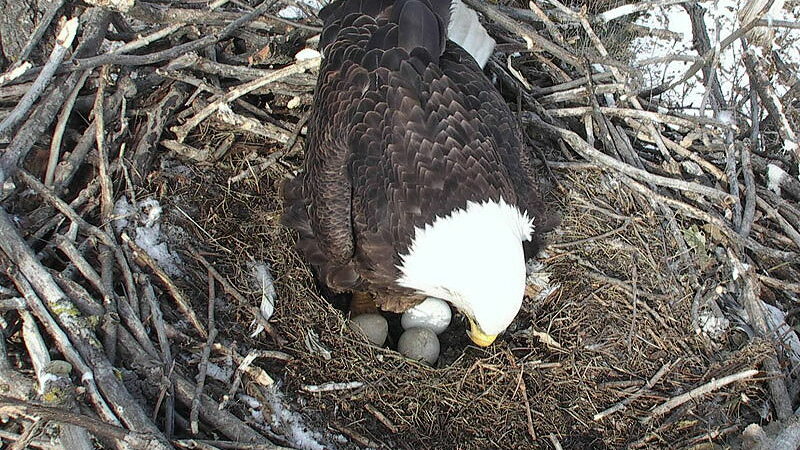 New Eagle Nest Cam Launches After Sad Ending to the Last One