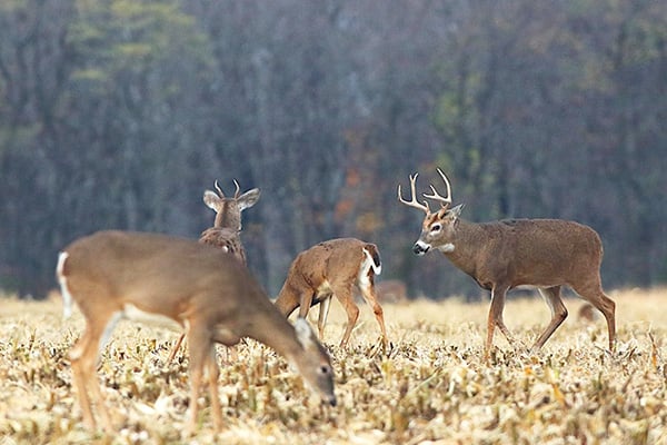 New York rifle opener just ahead down south – Outdoor News