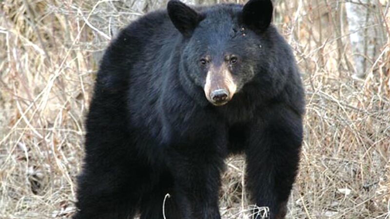 No need to climb mountains anymore when pursuing bears in Pennsylvania – Outdoor News