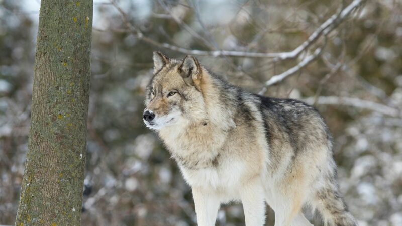 Number of Minnesota wolves trapped by feds peaked in 2023 – Outdoor News