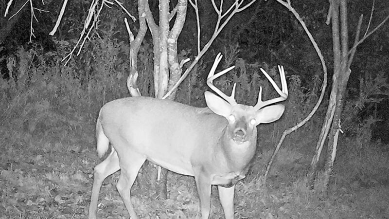 Oak Duke: Tactics for hunting a trickle rut – Outdoor News