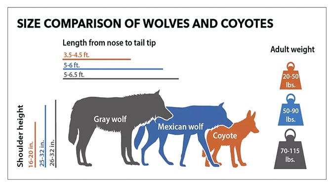 Officials investigating shooting of wolf in western North Dakota – Outdoor News