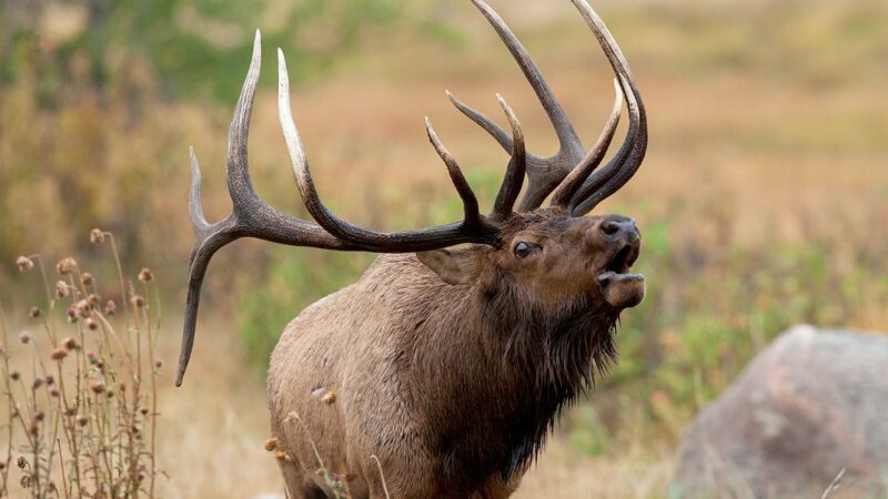 Ohio group gets backing of senator in elk reintroduction – Outdoor News