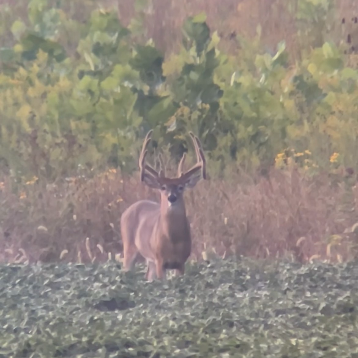 A large deer with double drop tines feeds in a bean field. 