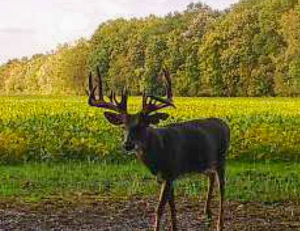 Ohio Teen Tags Monster 30-Point Buck from the Ground