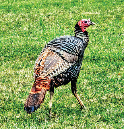 Ohio’s fall turkey season harvest falls, along with hunter participation – Outdoor News