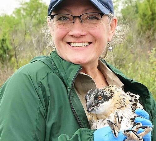 Osprey banded in Cook County, Ill., found in Colombia after 2,500-mile flight – Outdoor News