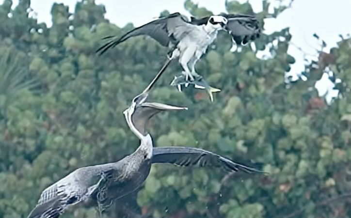 Osprey vs. Pelican: Watch Two Birds Battle Mid-Air Over a Fish