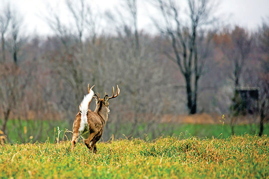 Outdoor Observations: EHD impacts Michigan hunters in some areas as reported harvest goes over 170,000 after opening weekend – Outdoor News