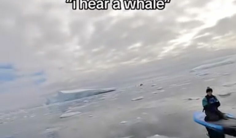 Paddleboarder Says ‘I Hear a Whale!’ Then, They’re Surrounded