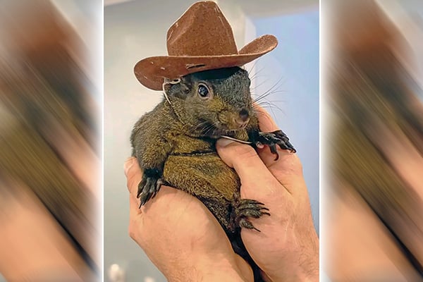 PBA union clears the air on seizure of Peanut the squirrel after social media backlash sparks threats of violence – Outdoor News