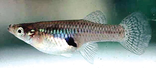 Pennsylvania biologists ‘stunned’ to find invasive western mosquitofish in Glade Run Lake – Outdoor News