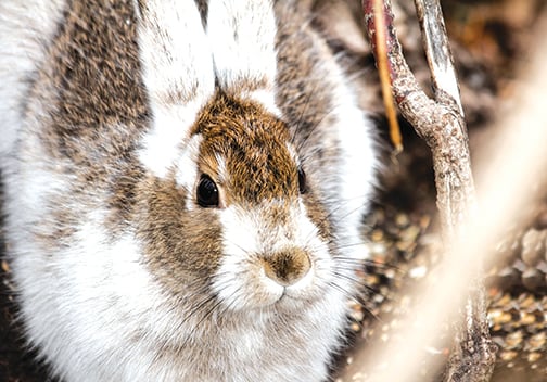 Pennsylvania hunters asked to help monitor snowshoe hare populations – Outdoor News