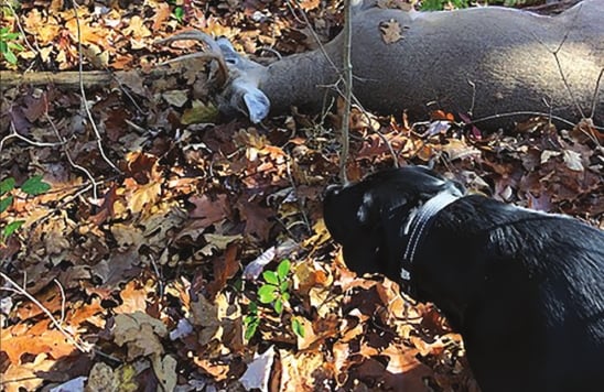 Pennsylvania reader stories: Bird dog saves the day by finding a buck – Outdoor News