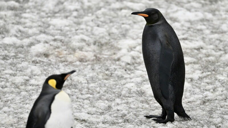 Photographer Spots Rare All-Black ‘Gothic’ Penguin in the Wild